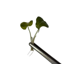 Load image into Gallery viewer, Alocasia Black Velvet Aurea Variegated with golden-yellow marbled foliage