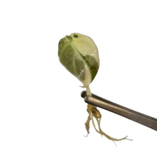 Load image into Gallery viewer, Alocasia Black Velvet Pink Variegated leaf with pink and creamy hues (tissue culture)