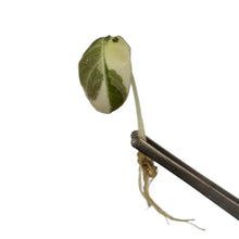 Load image into Gallery viewer, Alocasia Black Velvet Pink Variegated leaf with pink and creamy hues (tissue culture)