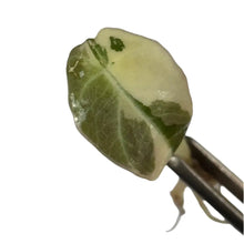 Load image into Gallery viewer, Alocasia Black Velvet Pink Variegated leaf with pink and creamy hues (tissue culture)