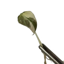 Load image into Gallery viewer, Alocasia Black Velvet Pink Variegated leaf with pink and creamy hues (tissue culture)