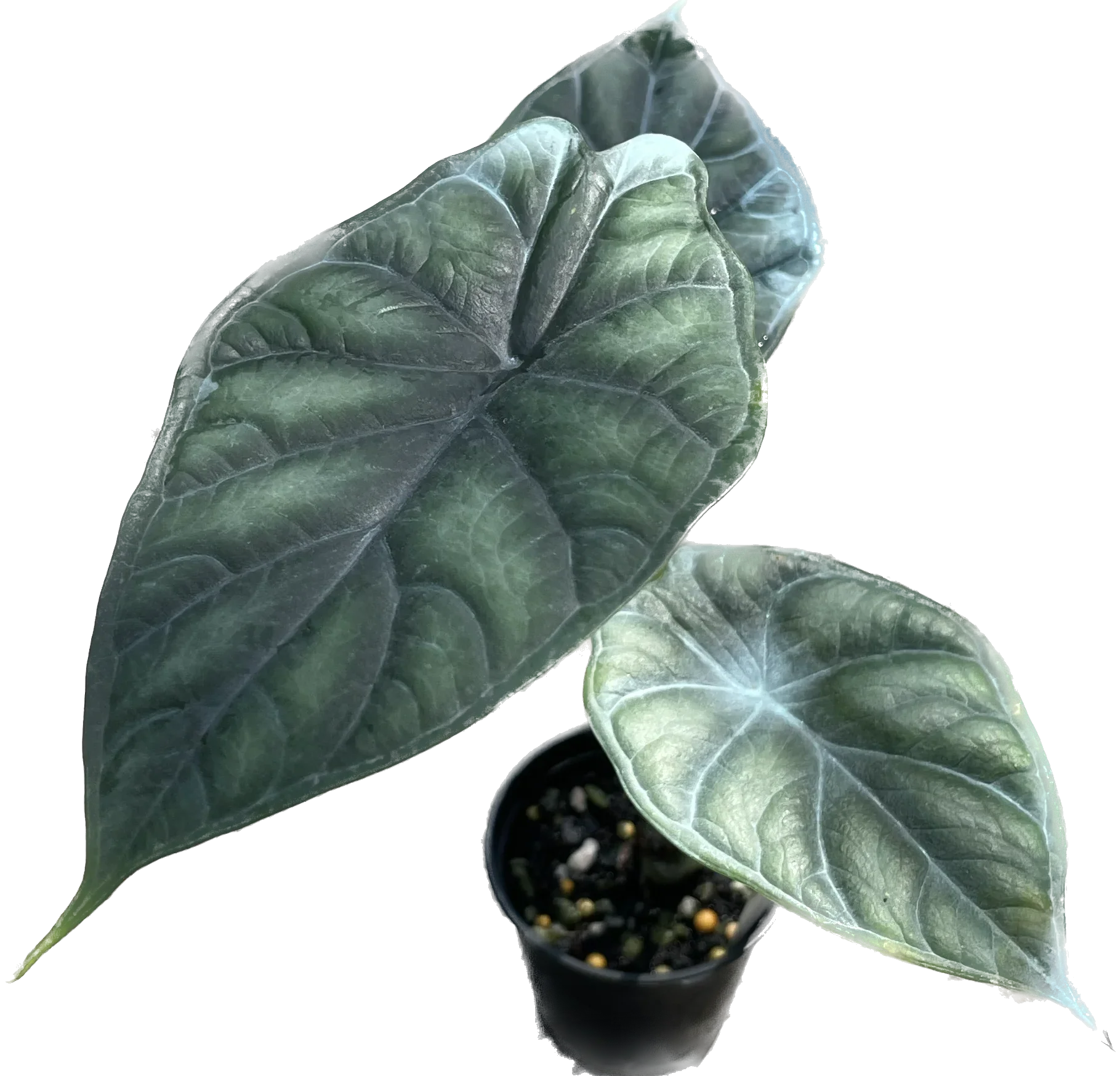 Alocasia Dragon Scale - TEG | Textured Alocasia with Armor Leaves