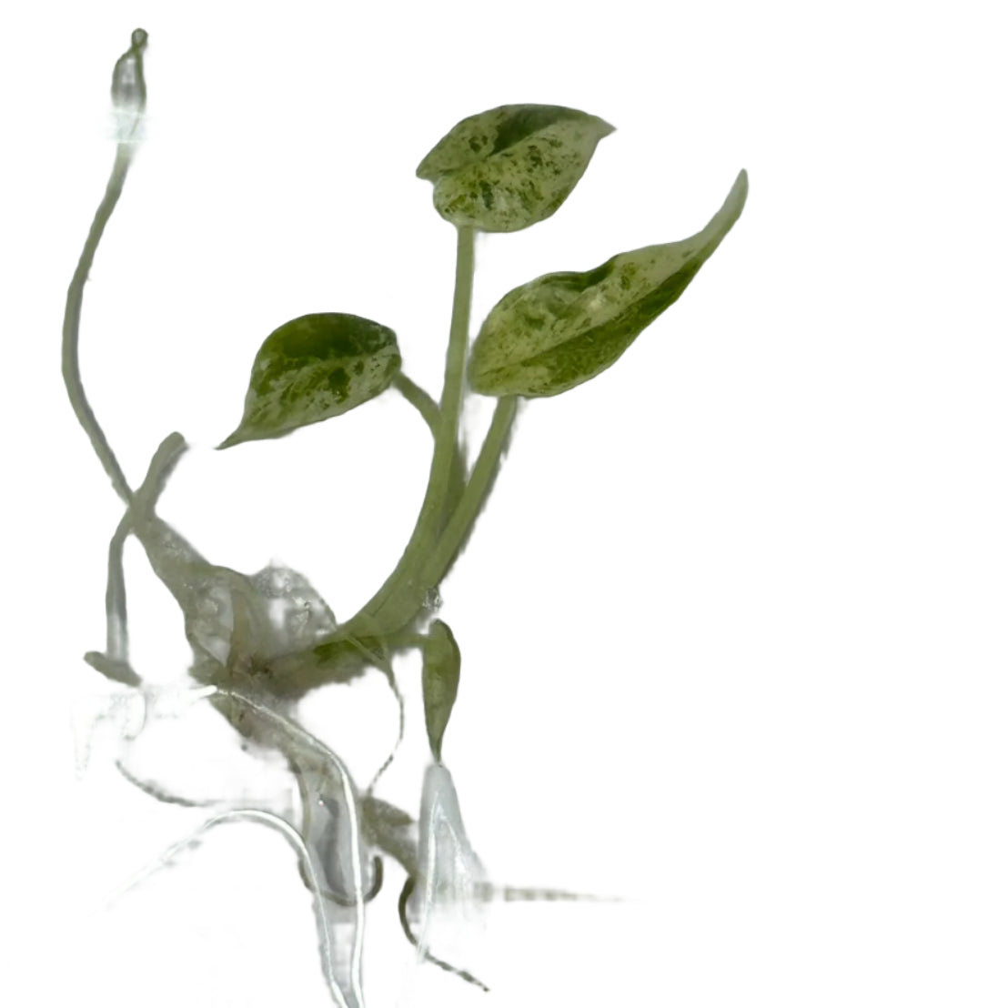Alocasia dragon scale mint variegated (Tissue Culture)