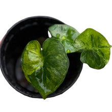 Load image into Gallery viewer, Alocasia Frydek Dorayaki Aurea Variegated with round golden-green marbled leaves
