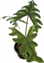 Load image into Gallery viewer, Alocasia Jacklyn with deeply lobed green leaves and dark veining in a black pot.