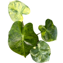 Load image into Gallery viewer, Alocasia Melo Albo variegated plant with thick textured green leaves and cream white marbled variegation.