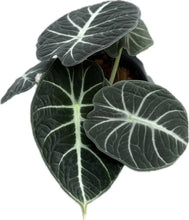 Load image into Gallery viewer, Alocasia Ninja plant with dark green velvety leaves and silver veins in a black pot