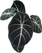 Load image into Gallery viewer, Alocasia Ninja plant with dark green velvety leaves and silver veins in a black pot