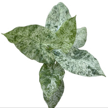 Load image into Gallery viewer, Alocasia Odora Batik with large patterned green leaves in a pot.