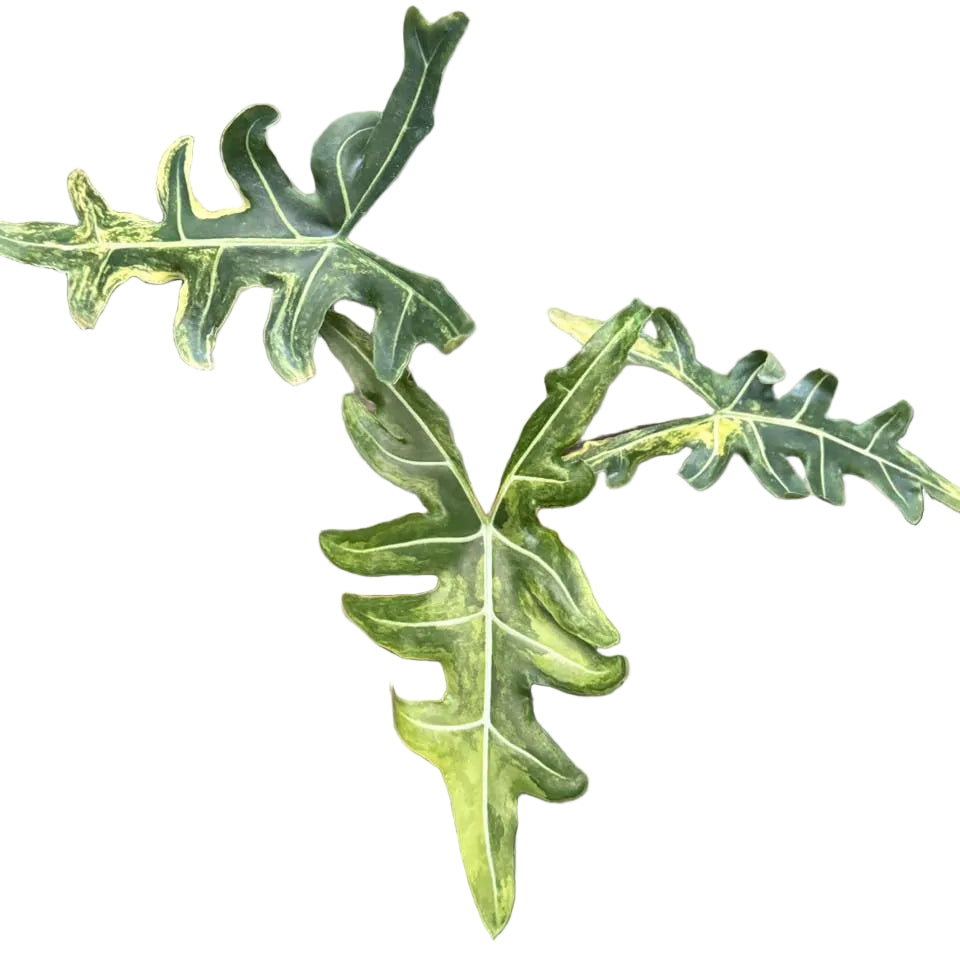 Alocasia porteii aurea variegated – TEG | striking yellow leaves