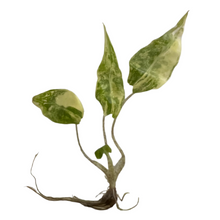 Load image into Gallery viewer, Alocasia Porteii Aurea Variegated tissue culture plant with golden variegated lobed leaves.