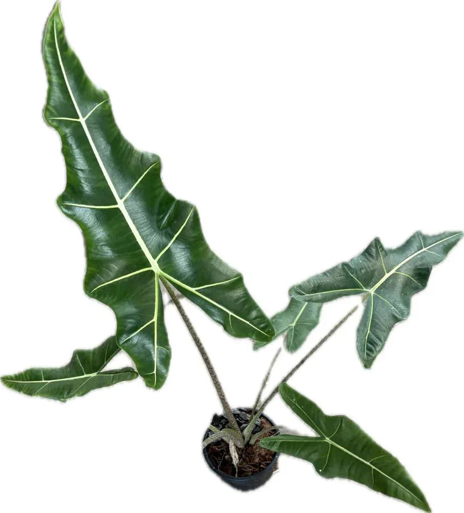 Alocasia Sarian - TEG | Zebra Stem Tropical Statement Aroid – Thai