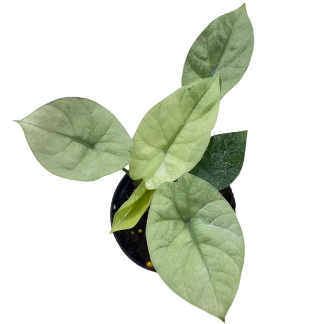 Alocasia Sinuata Mint Variegated - TEG