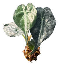 Load image into Gallery viewer, Alocasia Venom plant with silver-veined mature leaves and dark green juvenile foliage