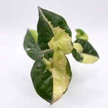Load image into Gallery viewer, Alocasia Yucatan "Copy" Variegated