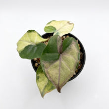 Load image into Gallery viewer, Alocasia Yucatan "Copy" Variegated