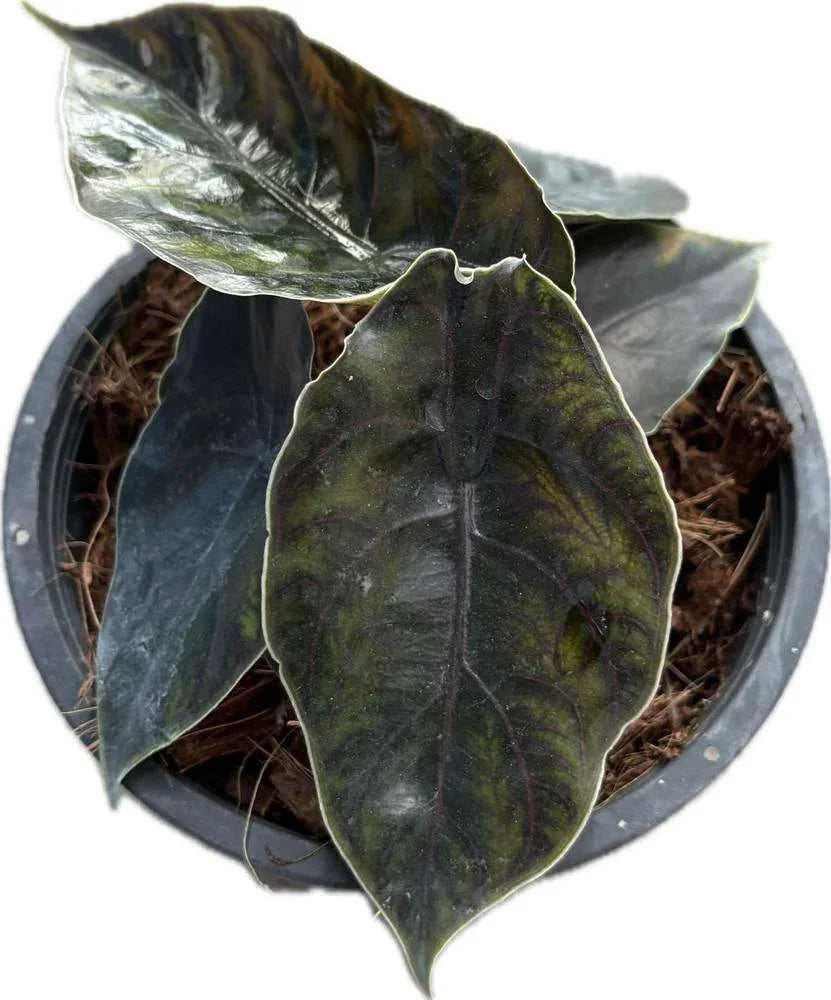 Alocasia azlanii - TEG | Rare Jewel Aroid with Iridescent Leaves