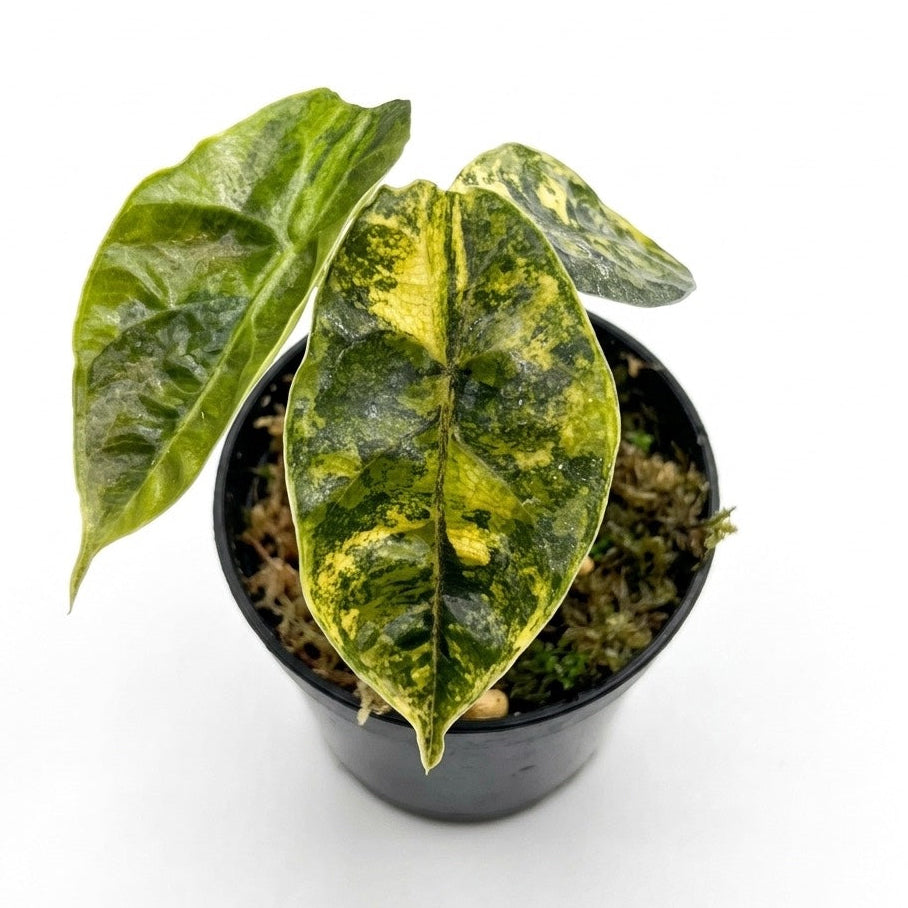 アロカシア・アズラニー アウレア 斑入り Azlanii Aurea var Alocasia azlanii aurea variegated – TEG | Rare Yellow Marbled