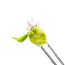 Load image into Gallery viewer, Alocasia azlanii aurea variegated tissue culture with deep metallic leaves and golden-yellow variegation