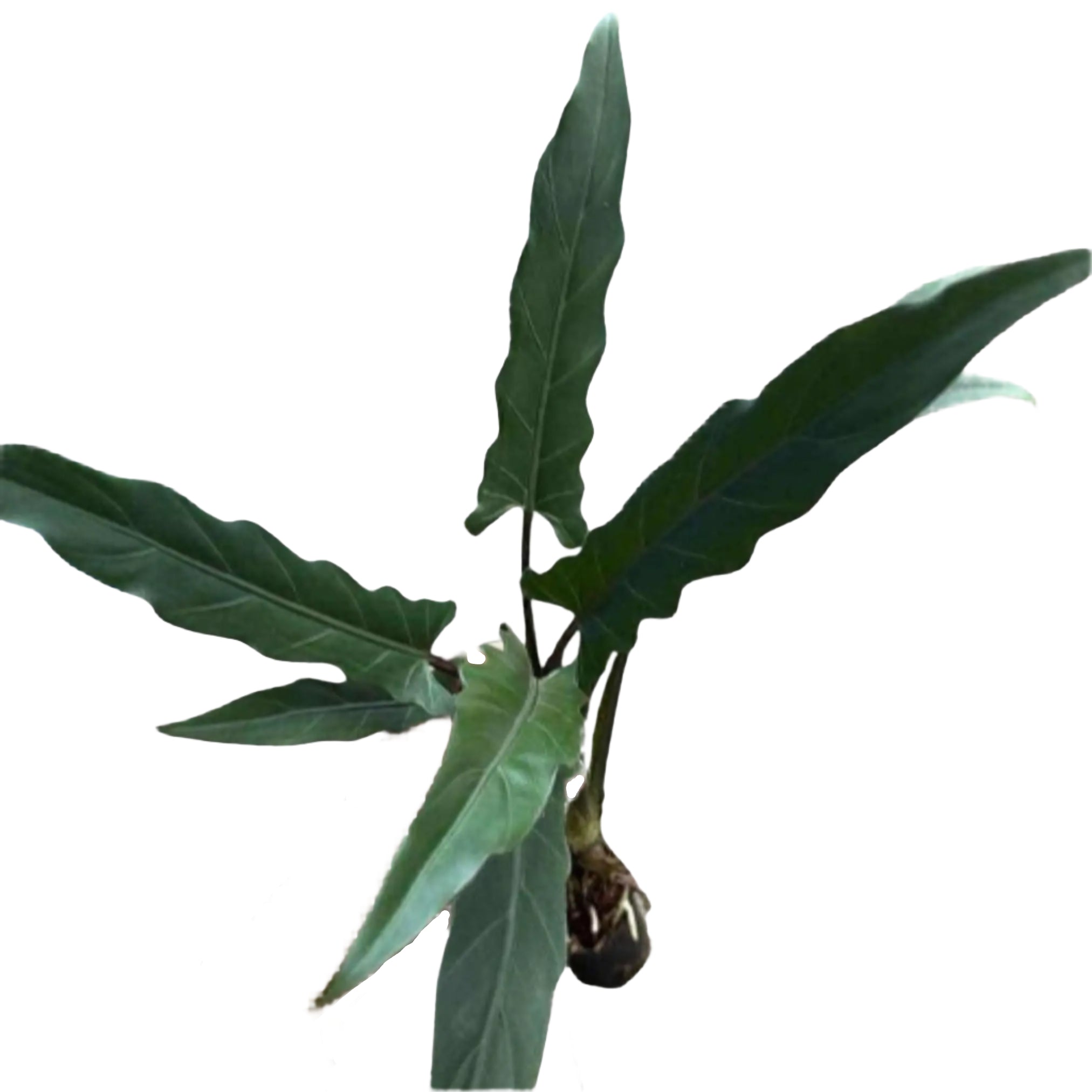 Alocasia Lauterbachiana – TEG