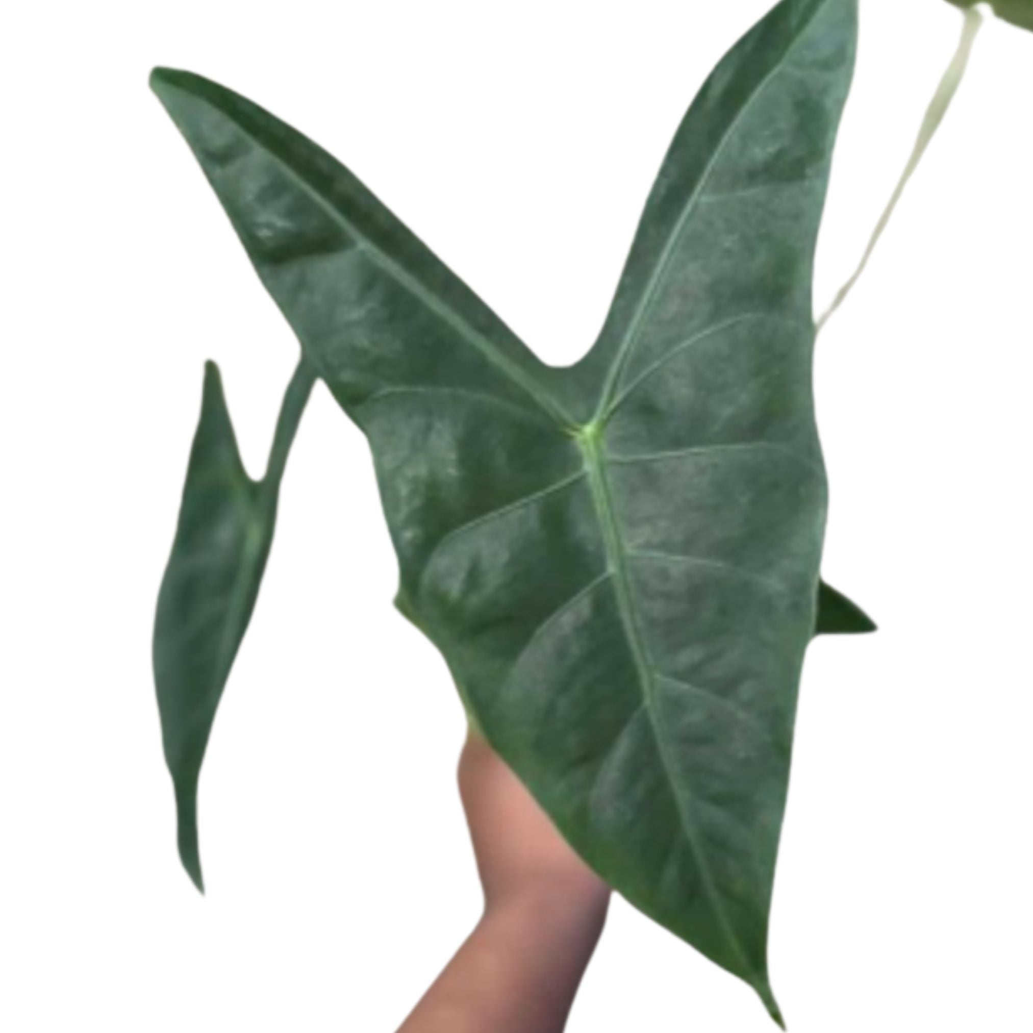 Alocasia longiloba - TEG | Arrow-Shaped Aroid Plant – Thai Exotic