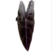 Load image into Gallery viewer, Alocasia longiloba purple / black cobra with dark purple arrow-shaped leaves and silver veining in a black nursery pot.