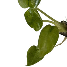 Load image into Gallery viewer, Alocasia melo aurea variegated tissue culture plant with thick textured leaves.