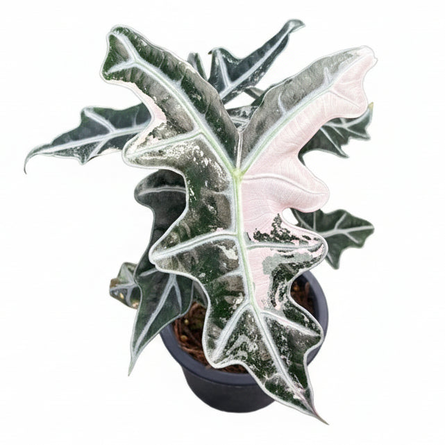 alocasia Nobilis pink【中株サイズ】 ノビリス　ピンク Alocasia Sanderiana Nobilis Variegata Pink – Casa Botanica