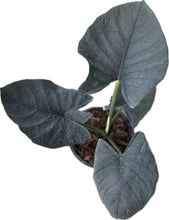 Load image into Gallery viewer, Alocasia reginae with dark, velvety arrow-shaped leaves and prominent veining in a potted display.