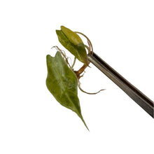 Load image into Gallery viewer, Alocasia sanderiana bull aurea variegated tissue culture plant with narrow yellow-green foliage