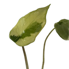 Load image into Gallery viewer, Alocasia scalprum variegated tissue culture plant with creamy green sword-shaped leaves