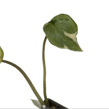 Load image into Gallery viewer, Alocasia scalprum variegated tissue culture plant with creamy green sword-shaped leaves