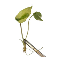 Load image into Gallery viewer, Alocasia scalprum variegated tissue culture plant with creamy green sword-shaped leaves