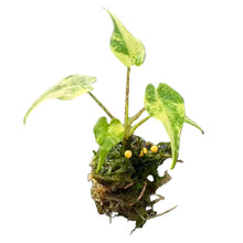 Load image into Gallery viewer, Alocasia stingray albo variegated plant with creamy white and green patterned leaves.