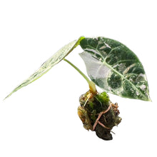 Load image into Gallery viewer, Alocasia watsoniana doff albo variegated with purple veins and marbled white-and-green leaves.