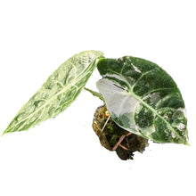 Load image into Gallery viewer, Alocasia watsoniana doff albo variegated with purple veins and marbled white-and-green leaves.