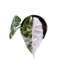 Load image into Gallery viewer, Alocasia watsoniana Doff Albo Variegated (Purple Vein)