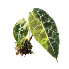 Load image into Gallery viewer, Alocasia watsoniana doff purple vein aurea variegated with elongated green leaves, purple veins, and yellow variegation.