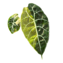 Load image into Gallery viewer, Alocasia watsoniana doff purple vein aurea variegated with elongated green leaves, purple veins, and yellow variegation.
