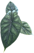 Load image into Gallery viewer, Alocasia dragon scale