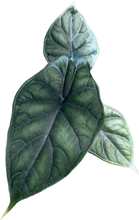 Load image into Gallery viewer, Alocasia dragon scale