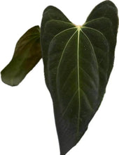 Load image into Gallery viewer, Anthurium Besseae aff x Papil Fort Sherman with dark velvety leaves and prominent veins.