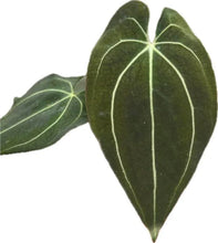 Load image into Gallery viewer, Anthurium Besseae aff x Papillilaminum with dark velvety leaves and white veins