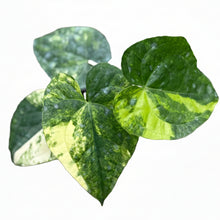 Load image into Gallery viewer, Anthurium Heart of Luck Variegated with glossy heart-shaped leaves and cream-yellow marbled variegation.