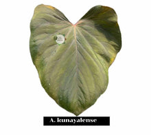 Load image into Gallery viewer, Large green leaf with 'A. kunayalense' text on a white background