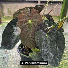 Load image into Gallery viewer, Potted plant with large dark green leaves labeled 'A. Papillilaminum' on a concrete surface.