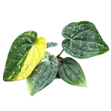 Load image into Gallery viewer, Anthurium Papillilaminum Variegated x Luxurians with textured heart-shaped leaves and yellow-green variegation.