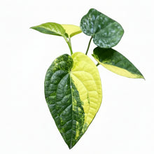 Load image into Gallery viewer, Anthurium Papillilaminum Variegated x Luxurians with textured heart-shaped leaves and yellow-green variegation.
