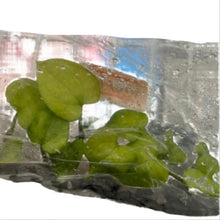 Load image into Gallery viewer, Anthurium Papillilaminum x Red Vein Dark Phoenix mint variegated tissue culture plant with velvety mint-green foliage.