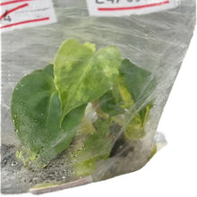 Load image into Gallery viewer, Anthurium Pterodactyl Hybrid x Zara x Michelle aurea variegated tissue culture plant with golden variegation.